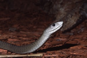 The Black Mamba
