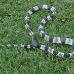 The Malayan Kraits