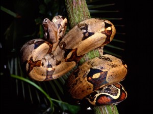 The Boa Constrictor