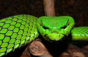 The Bornean Pit Viper