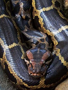 The Indian Python