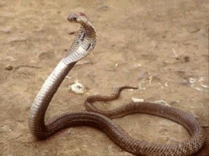 The King Cobra